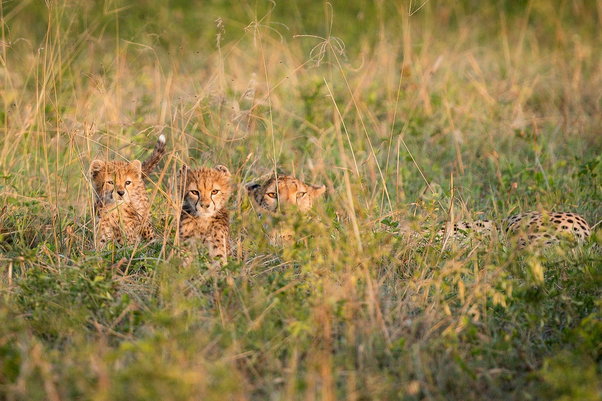 lions